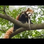 Adopt a Red Panda Today and Support Conservation Efforts