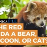 Discover the Fascinating Connection Between Red Pandas and Raccoons