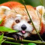 Discover the Enchanting Red Panda Habitat in the Eastern Himalayas