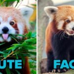 Discover the Enchanting World of Red Pandas: 10 Fascinating Facts