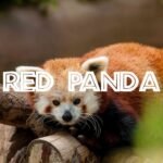 Empower Red Pandas: Join the Conservation Movement Today