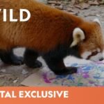 Discover the Fascinating Behavior of Red Pandas in the Wild