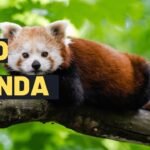 Exploring the Mysterious Red Panda: Facts, Habitat, Conservation