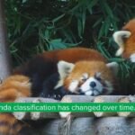 Discover the Best Red Panda Prices and Adoption Options