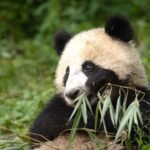 Unveiling the Red Panda's Fascinating Bamboo Diet