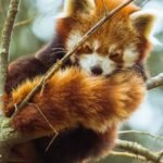 Discover the Enchanting World of Red Panda Bear Facts