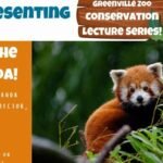 Empowering Conservation: Red Panda Preservation Efforts Unveiled