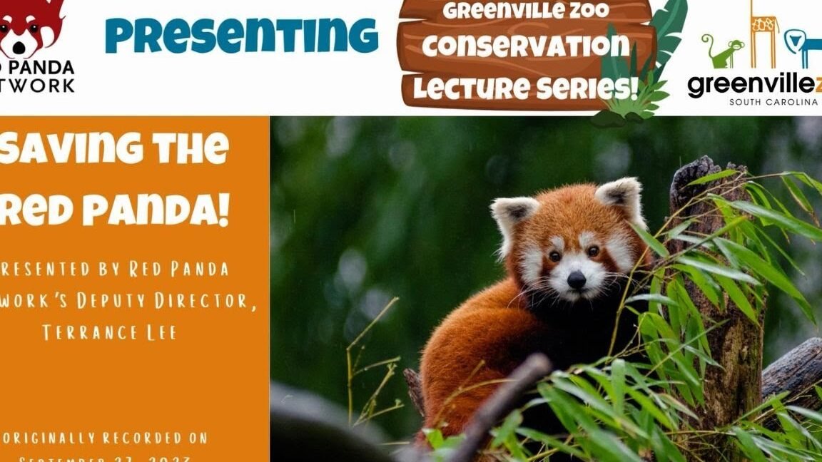 empowering conservation red panda preservation efforts unveiled