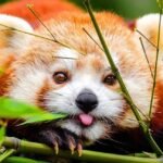 introduction to red pandas