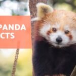 Supporting Red Pandas: Conservation Efforts and Community Empowerment