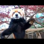 Explore Zoos Near You for Adorable Red Panda Encounters